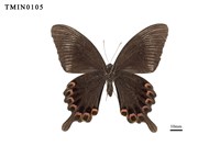 Papilio paris nakaharai Collection Image, Figure 6, Total 6 Figures